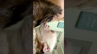 Loan nguyen large blackheads - Black head removal on face
