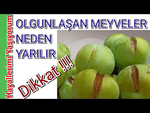 Video: Armut Meyveleri Neden çatlar?