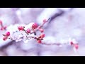 【歌ってみた】Winter Blossom - 美風藍 (蒼井翔太)【うたプリ / うたの☆プリンスさまっ♪】
