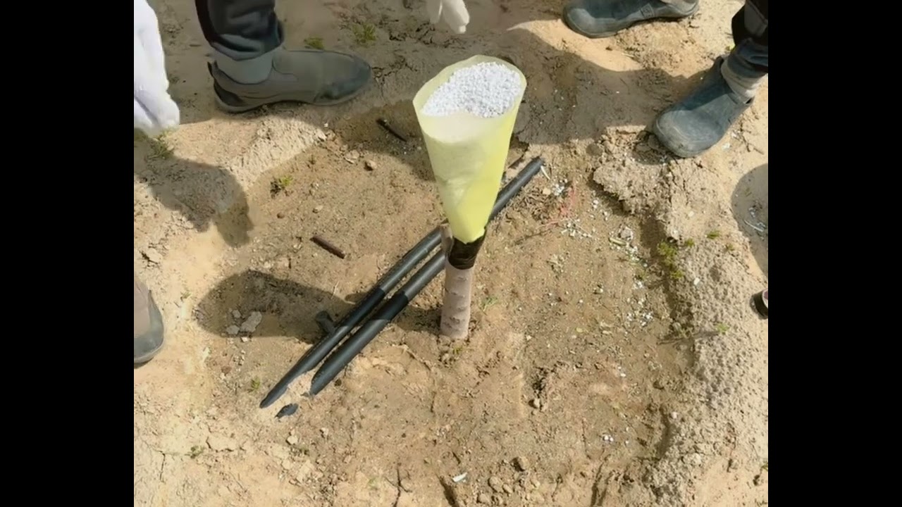 تطعيم سدر مسكي وجوزي على سدر بلدي بالأرض