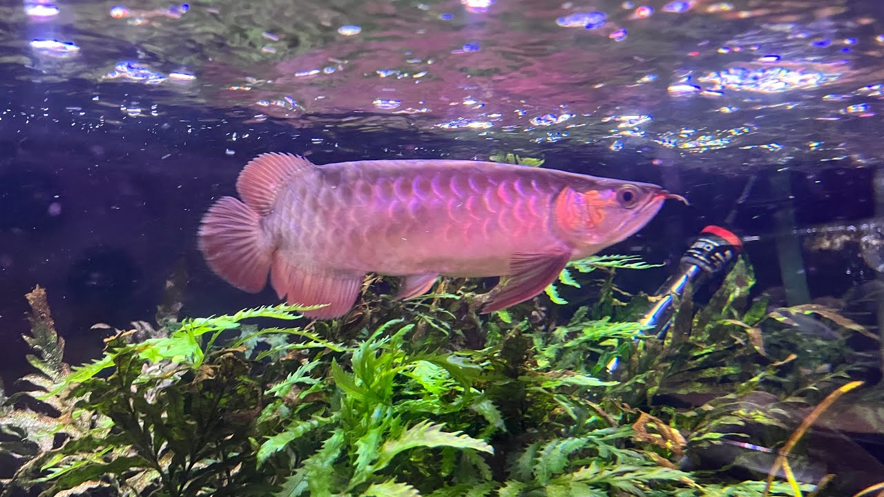 Super Red Arowana Roach Feeding
