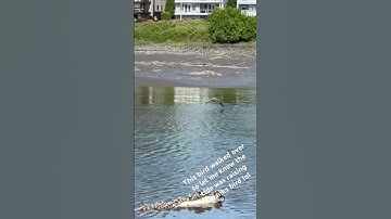 Bird Saves man from high tide
