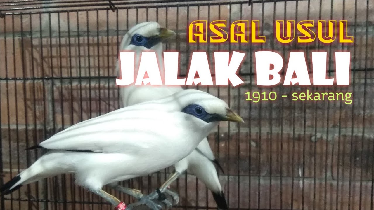MENGENAL LEBIH DALAM BURUNG JALAK BALI 