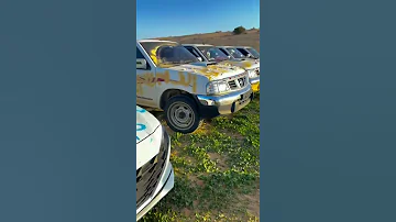 بدو بدو محمد البصيلي وقطع 