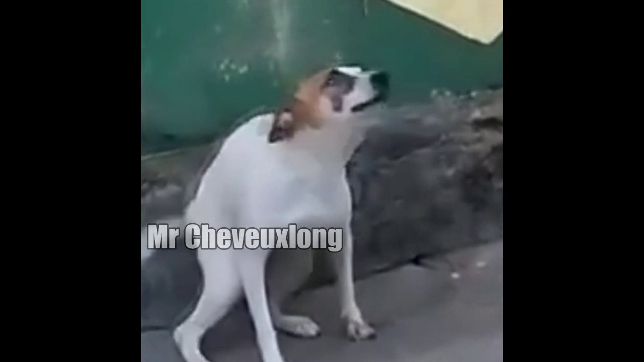 Dance Till Your Dead Meme Mashup YouTube