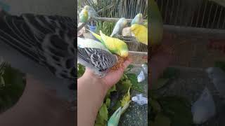 Dieser Welli sieht aus wie ein Kunstwerk 😍✨ #Wellensittich #Ästhetik