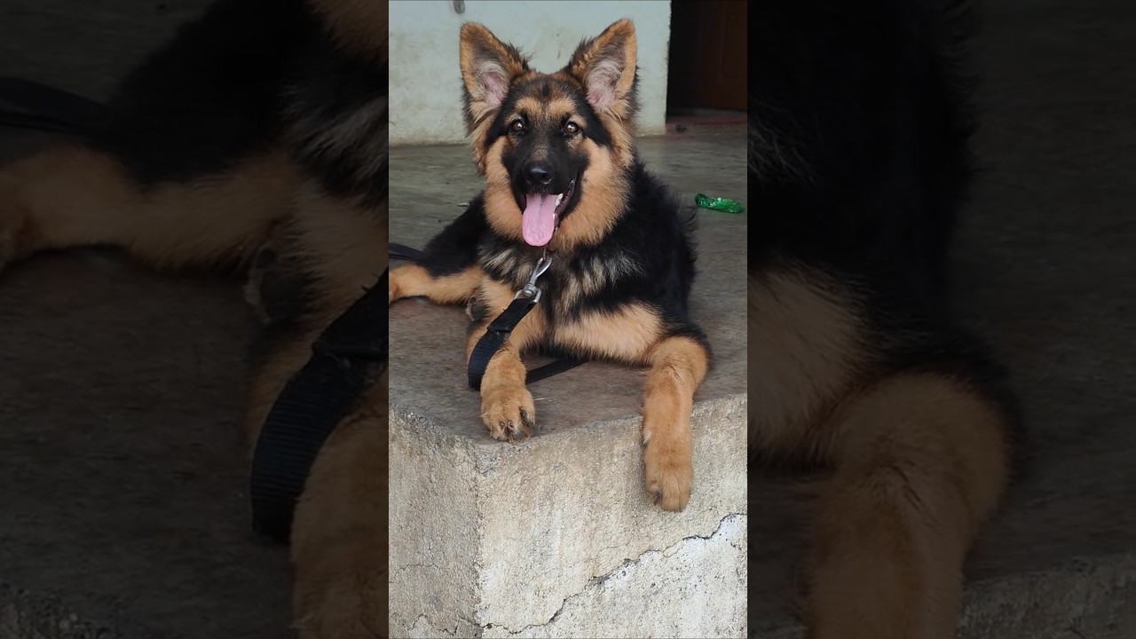 german shepherd price in India 