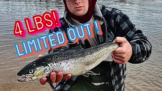 So many fish  ! AGGRESSIVE salmon in GRAND LAKE !( Newfoundland )