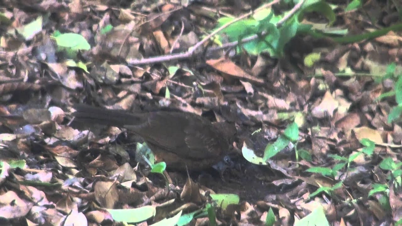 Scavenging bird in my backyard
