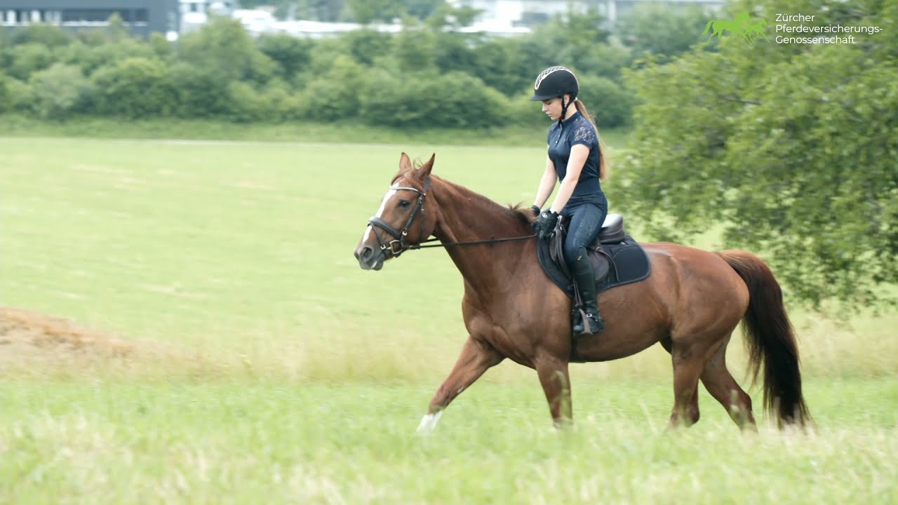 Freizeitpferde versichern bei der Zürcher Pferdeversicherungs Genossenschaft