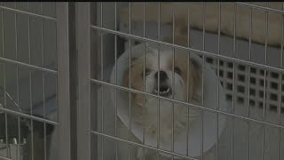 Trumbull County animal shelter sees huge increase in surrenders