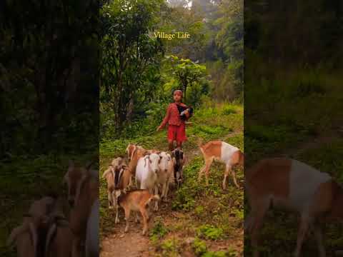 Village Life / #8k Cinematory #Cinematicvideo #12kvideos #60fps