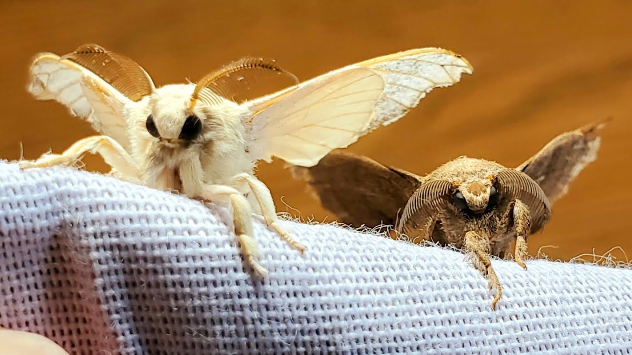 皆が知らない カイコとクワコの違い を解説 Youtube