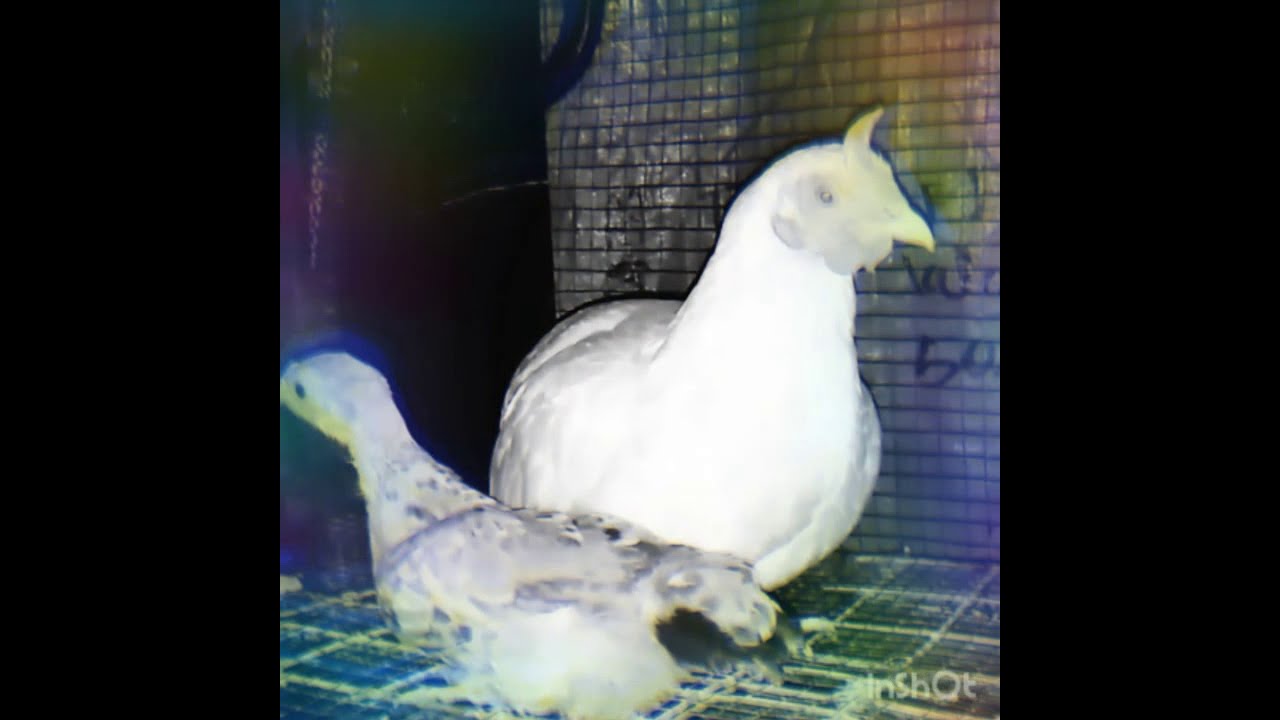 Natural Sleep Meditation | Raise Positive Vibration | Calm Music 