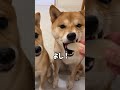 梨大好きな豆柴に「たべる？」と聞いてみました　#Shorts