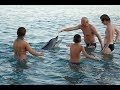 Дельфины приплыли к людям на пляже в Геленджике в Черном море. Dolphins on the beach in Gelendzhik