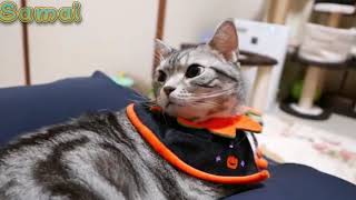 Cats Wearing Pyjama - Funny Cats Videos - قطط يرتدون ملابس مضحكة