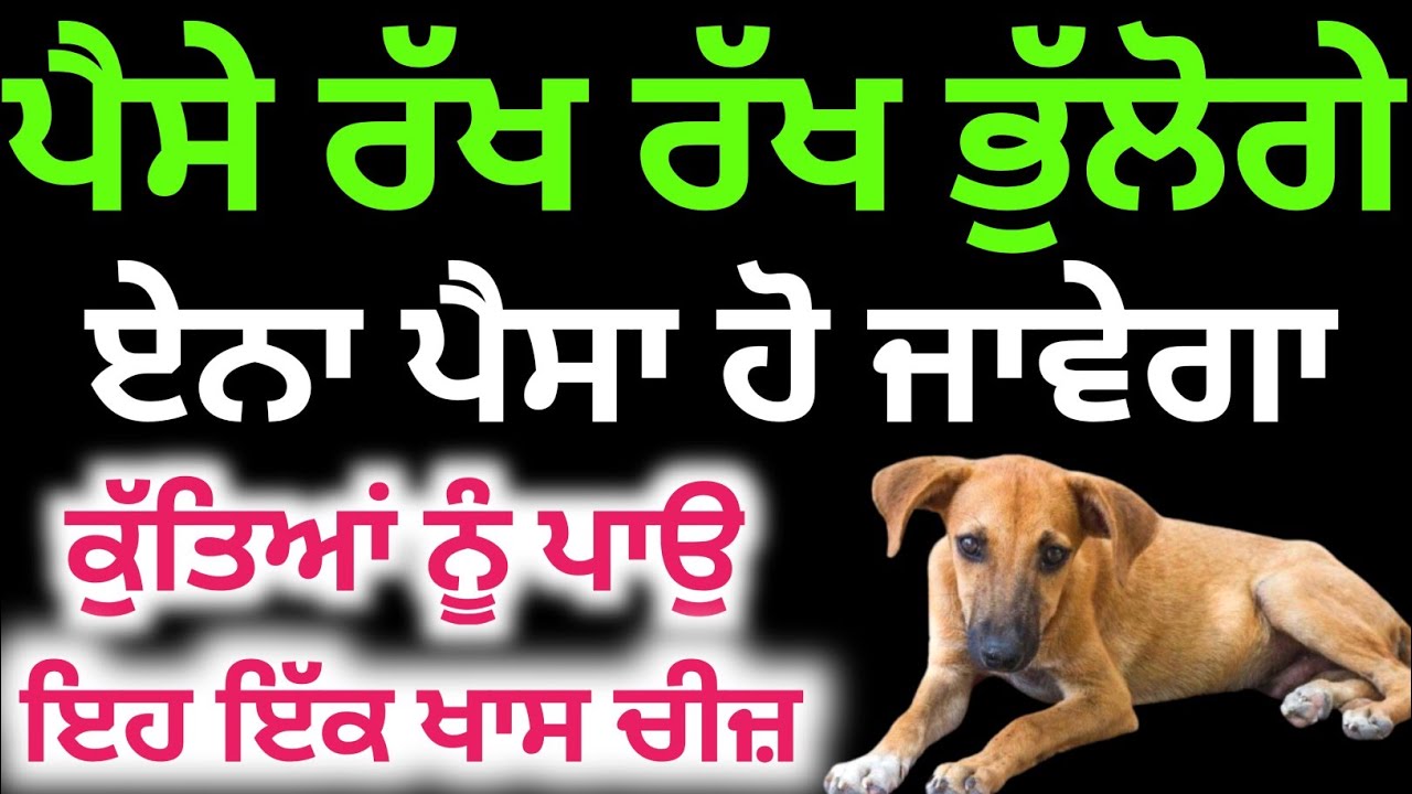 ਆਵਾਰਾ ਕੁੱਤੇ ਨੂੰ ਪਾਉ ਇਹ ਚੀਜ਼ ਰਾਤੋ ਰਾਤ ਅਮੀਰ ਕਰ ਦੇਣਗੇ ਪੀਰ।