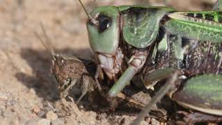 Wart-biter Bush-cricket 4k documentary; "Decticus verrucivorus"