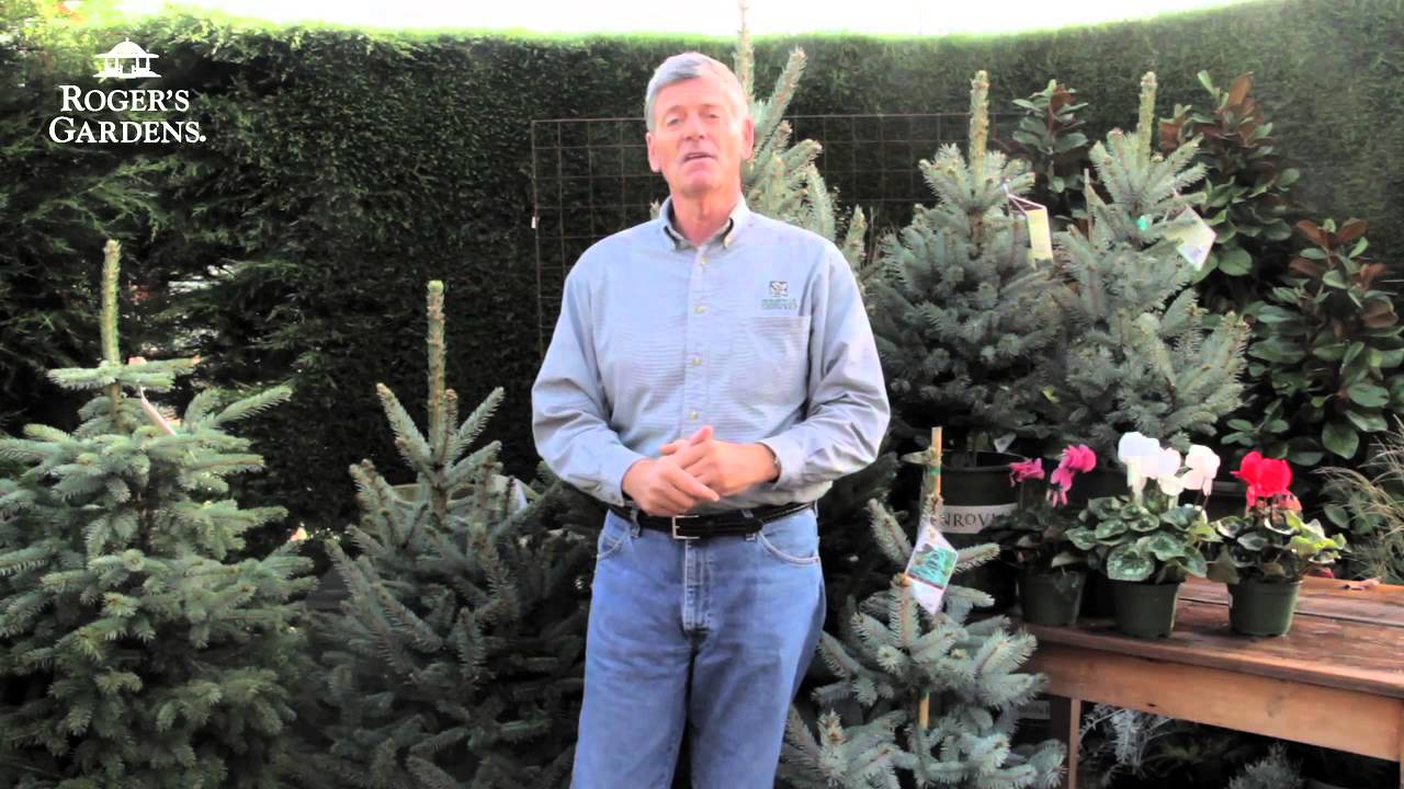 Living Christmas Trees - YouTube