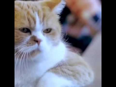фото кота обиженного онлайн