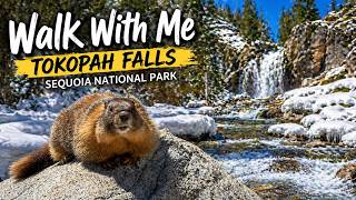 Walking through a California Snow, A Winter Wonderland Tokopah Falls Immersive 4k POV - Terra Path