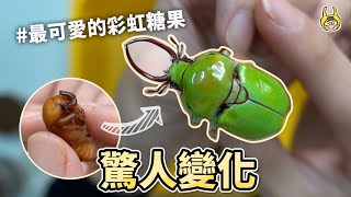 驚人轉變加了彩虹糖色素的甲蟲【飼育屋】