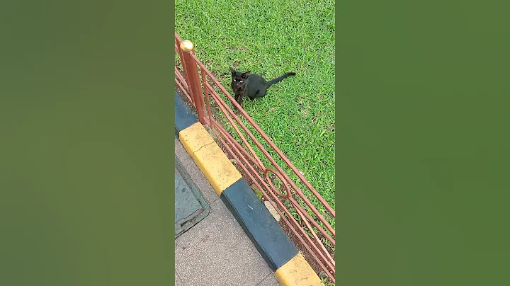 Video 9649411: cats kucing pets catlover, cats kitten catlover pets, kitten funny catlover kucing