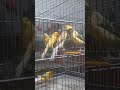 سهرة Birds قناری بلبل سهره 