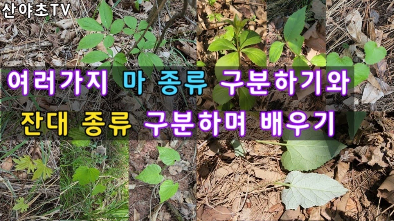 아주 많이 헷갈리는 마 종류 구분하기와 종류별 잔대 구분하며 공부하기~! 산야초TV 산야초산행 - YouTube