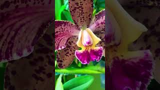 Blc Durigan “Poseidon”#orchid #cattlea #квіти