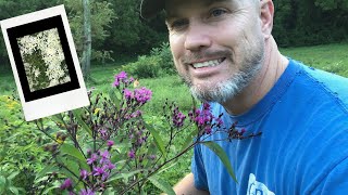15 Fall Blooming Plants that BEES LOVE!!!!