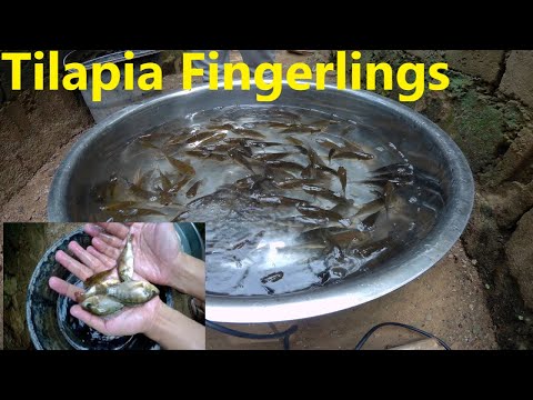 fingerlings