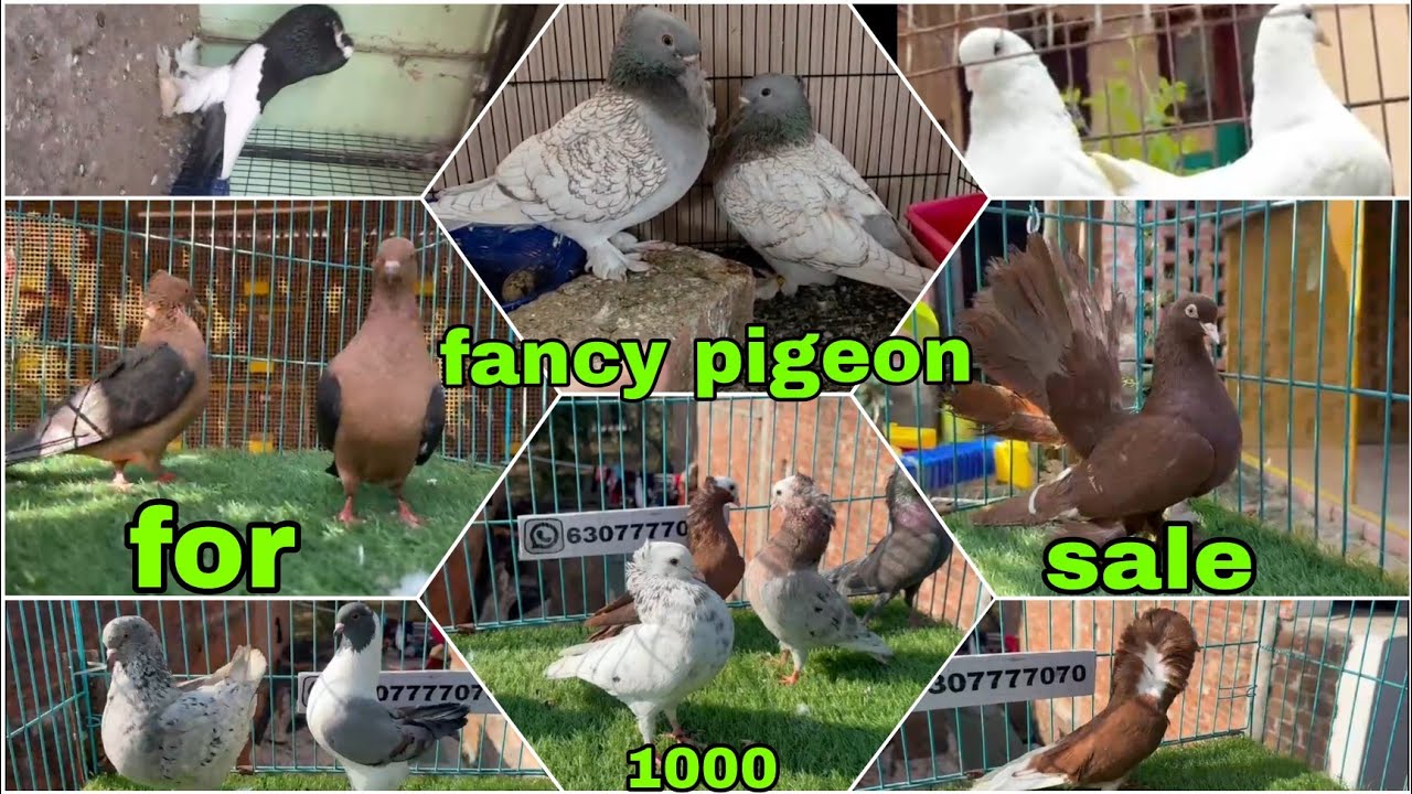 Lahori siraji 😍 American fantail, frillback 😱 Mukhi, satinet, Oriental frill #pigeon #kabutar 