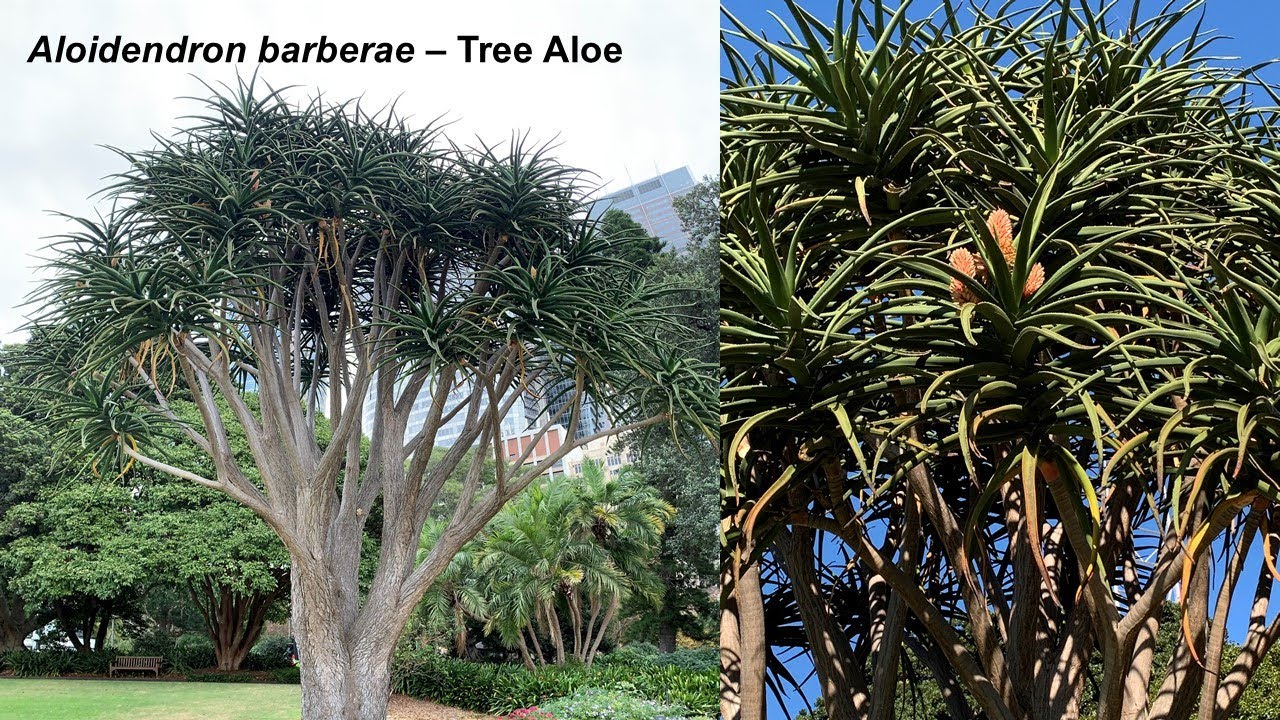 Aloe barberae - Aloe bainesii - Aloidendron barberae - Aloes en