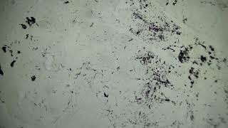 Serpentine In Thin-Section Plane-Polarized Light