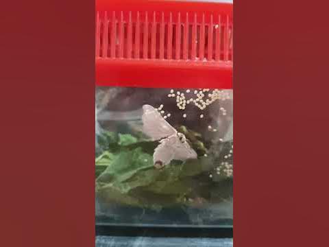 Moth laying eggs - YouTube