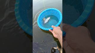 Fishing for crabs with fish bait