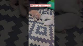 kitten 🐾🐈#petshub #likesharesubcribepetcareprovider