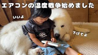 【犯人は…！】超大型犬の弟と結託してエアコンの温度を下げ続ける４歳児がこちらです…｜グレートピレニーズ&オールドイングリッシュシープドッグ&トイプードル