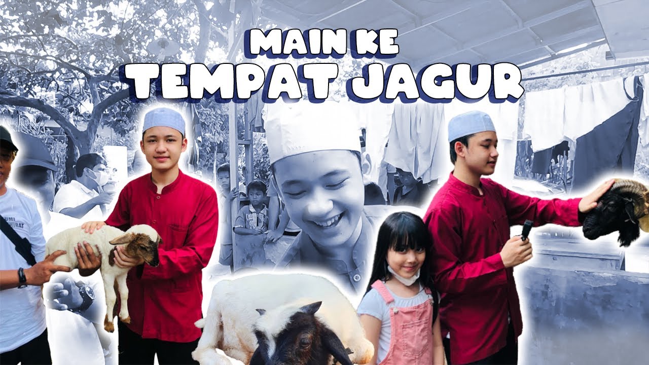 KOCAK !!! ANAK JAGUR LAHIRR??!! ALWI DAN AMINAH LANGSUNG SAMPERIN !!!