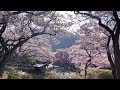 Cherry Blossoms Festival In Nagano Takato Ruins Park 2021