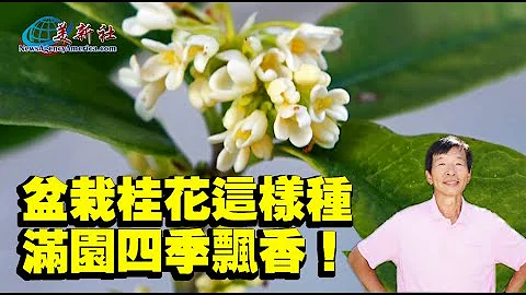 盆栽桂花这样种，满园四季飘香！ - 天天要闻