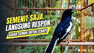 suara BURUNG kacer GACOR ngeplong KONSLET Tarung ini Paling Ampuh buat PANCINGAN KACER agar EMOSI