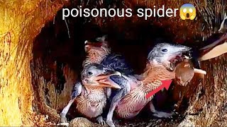 GAWAT😲!! JIKA INI TERJADI ANAK KINGFISHER BISA KEHILANGAN NYAWA