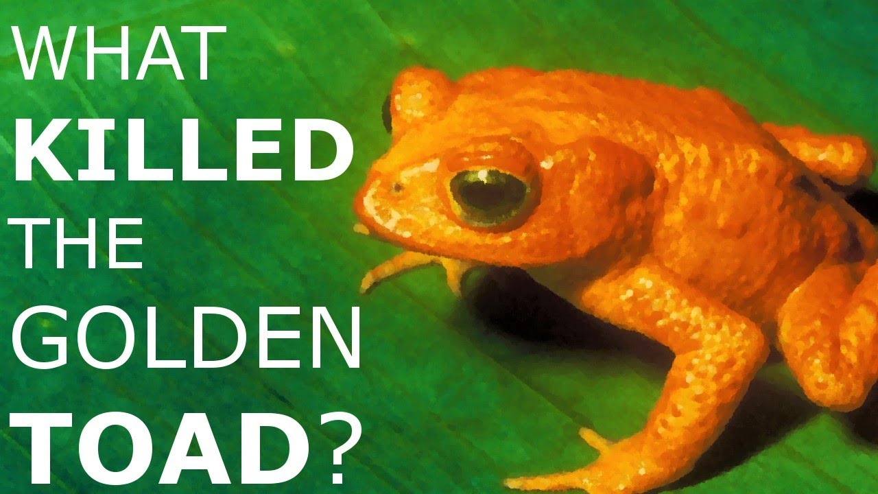 The Mysterious Extinction Of The Golden Toad YouTube the-mysterious-extinction-of-the-golden-toad-youtube