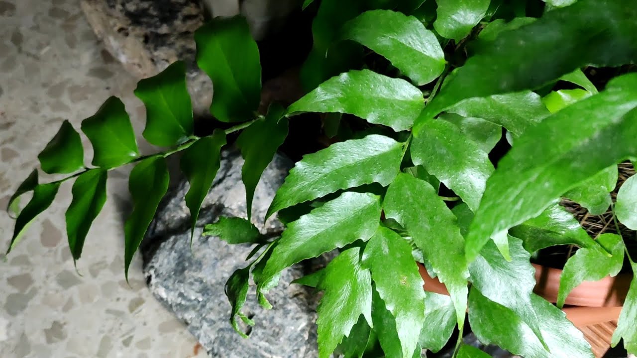 TODOS LOS CUIDADOS DEL HELECHO ACEBO