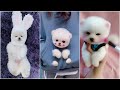 Tik Tok Chó Phốc Sóc Mini 😍 Funny and Cute Pomeranian 29