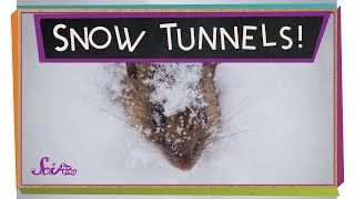 Tunnels in the Snow!