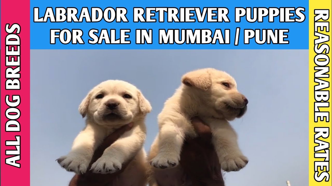 Labrador Dog Puppies for sale in Pune Mumbai 📞8180093556 Dog